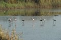 21.10.2012 Saline di Priolo (155)